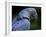 Hyacinth Macaw, Head Profile-Eric Baccega-Framed Photographic Print