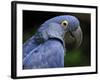 Hyacinth Macaw, Head Profile-Eric Baccega-Framed Photographic Print