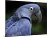 Hyacinth Macaw, Head Profile-Eric Baccega-Mounted Photographic Print