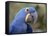 Hyacinth Macaw, Iucn Red List of Endangered Species-Eric Baccega-Framed Stretched Canvas