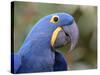 Hyacinth Macaw, Iucn Red List of Endangered Species-Eric Baccega-Stretched Canvas