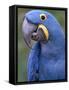 Hyacinth Macaw, Iucn Red List of Endangered Species-Eric Baccega-Framed Stretched Canvas