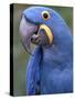 Hyacinth Macaw, Iucn Red List of Endangered Species-Eric Baccega-Stretched Canvas