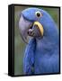 Hyacinth Macaw, Iucn Red List of Endangered Species-Eric Baccega-Framed Stretched Canvas