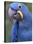 Hyacinth Macaw, Iucn Red List of Endangered Species-Eric Baccega-Stretched Canvas