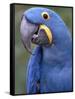 Hyacinth Macaw, Iucn Red List of Endangered Species-Eric Baccega-Framed Stretched Canvas