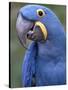 Hyacinth Macaw, Iucn Red List of Endangered Species-Eric Baccega-Stretched Canvas