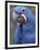 Hyacinth Macaw, Iucn Red List of Endangered Species-Eric Baccega-Framed Premium Photographic Print