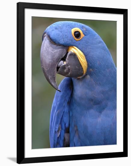 Hyacinth Macaw, Iucn Red List of Endangered Species-Eric Baccega-Framed Premium Photographic Print