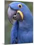 Hyacinth Macaw, Iucn Red List of Endangered Species-Eric Baccega-Mounted Premium Photographic Print