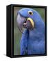 Hyacinth Macaw, Iucn Red List of Endangered Species-Eric Baccega-Framed Stretched Canvas