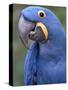 Hyacinth Macaw, Iucn Red List of Endangered Species-Eric Baccega-Stretched Canvas