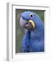 Hyacinth Macaw, Iucn Red List of Endangered Species-Eric Baccega-Framed Premium Photographic Print