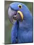 Hyacinth Macaw, Iucn Red List of Endangered Species-Eric Baccega-Mounted Premium Photographic Print