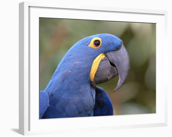 Hyacinth Macaw, Iucn Red List of Endangered Species-Eric Baccega-Framed Photographic Print