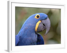 Hyacinth Macaw, Iucn Red List of Endangered Species-Eric Baccega-Framed Photographic Print