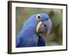 Hyacinth Macaw, Iucn Red List of Endangered Species-Eric Baccega-Framed Photographic Print