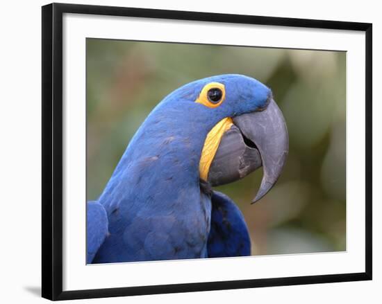 Hyacinth Macaw, Iucn Red List of Endangered Species-Eric Baccega-Framed Photographic Print