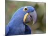 Hyacinth Macaw, Iucn Red List of Endangered Species-Eric Baccega-Mounted Photographic Print