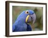 Hyacinth Macaw, Iucn Red List of Endangered Species-Eric Baccega-Framed Photographic Print