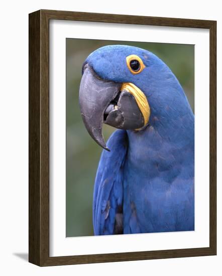 Hyacinth Macaw, Iucn Red List of Endangered Species-Eric Baccega-Framed Photographic Print