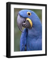 Hyacinth Macaw, Iucn Red List of Endangered Species-Eric Baccega-Framed Photographic Print