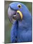 Hyacinth Macaw, Iucn Red List of Endangered Species-Eric Baccega-Mounted Photographic Print