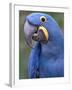 Hyacinth Macaw, Iucn Red List of Endangered Species-Eric Baccega-Framed Photographic Print