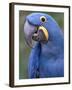 Hyacinth Macaw, Iucn Red List of Endangered Species-Eric Baccega-Framed Photographic Print