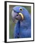 Hyacinth Macaw, Iucn Red List of Endangered Species-Eric Baccega-Framed Photographic Print