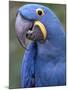 Hyacinth Macaw, Iucn Red List of Endangered Species-Eric Baccega-Mounted Photographic Print