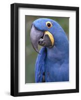 Hyacinth Macaw, Iucn Red List of Endangered Species-Eric Baccega-Framed Photographic Print