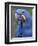 Hyacinth Macaw, Iucn Red List of Endangered Species-Eric Baccega-Framed Photographic Print