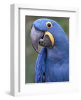 Hyacinth Macaw, Iucn Red List of Endangered Species-Eric Baccega-Framed Photographic Print