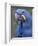 Hyacinth Macaw, Iucn Red List of Endangered Species-Eric Baccega-Framed Photographic Print