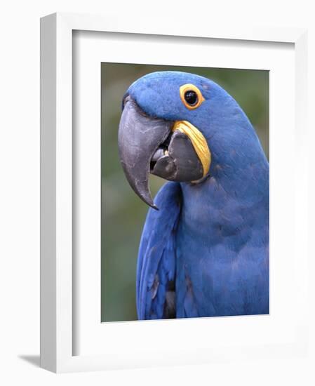 Hyacinth Macaw, Iucn Red List of Endangered Species-Eric Baccega-Framed Photographic Print