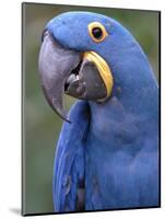 Hyacinth Macaw, Iucn Red List of Endangered Species-Eric Baccega-Mounted Photographic Print