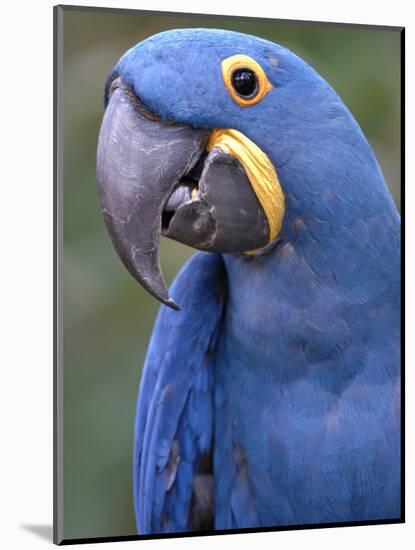 Hyacinth Macaw, Iucn Red List of Endangered Species-Eric Baccega-Mounted Photographic Print