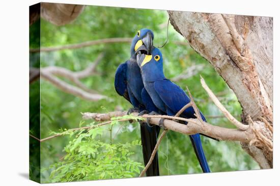 Hyacinth Macaw Love-Howard Ruby-Stretched Canvas
