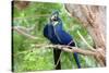 Hyacinth Macaw Love-Howard Ruby-Stretched Canvas