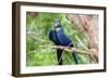 Hyacinth Macaw Love-Howard Ruby-Framed Premium Photographic Print