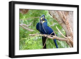 Hyacinth Macaw Love-Howard Ruby-Framed Premium Photographic Print