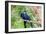 Hyacinth Macaw Love-Howard Ruby-Framed Premium Photographic Print