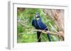 Hyacinth Macaw Love-Howard Ruby-Framed Premium Photographic Print