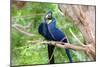 Hyacinth Macaw Love-Howard Ruby-Mounted Photographic Print