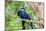 Hyacinth Macaw Love-Howard Ruby-Mounted Photographic Print