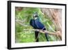 Hyacinth Macaw Love-Howard Ruby-Framed Photographic Print