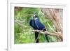 Hyacinth Macaw Love-Howard Ruby-Framed Photographic Print