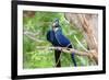 Hyacinth Macaw Love-Howard Ruby-Framed Photographic Print