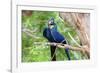 Hyacinth Macaw Love-Howard Ruby-Framed Photographic Print